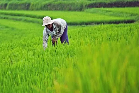  Innovations in Sustainable Rice Farming: A Symphony of Earth and Ingenuity!