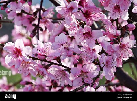  Journey Through Turkish Gardens: A Blooming Tapestry of Horticultural Wisdom and Cultural Heritage