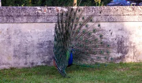  The Peacock : A Whimsical Exploration of Identity and Belonging